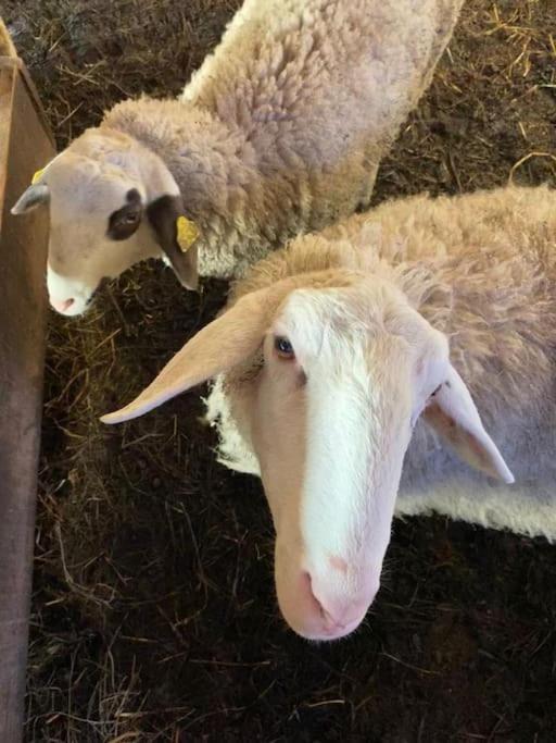 Tourist Farm Kladje Βίλα Ljubno Εξωτερικό φωτογραφία