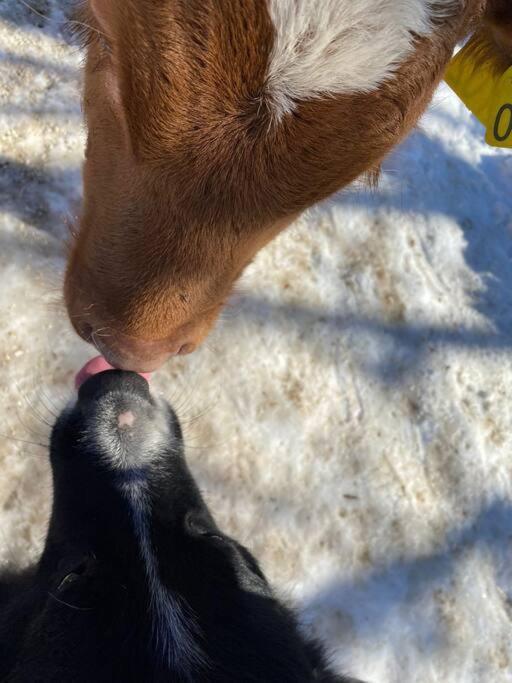 Tourist Farm Kladje Βίλα Ljubno Εξωτερικό φωτογραφία