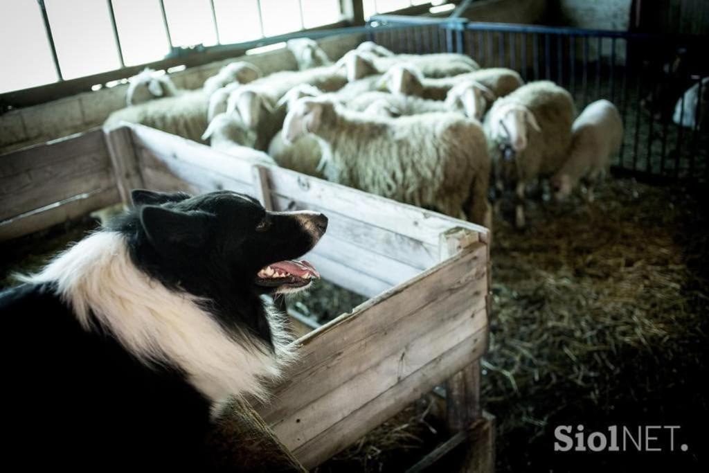 Tourist Farm Kladje Βίλα Ljubno Εξωτερικό φωτογραφία