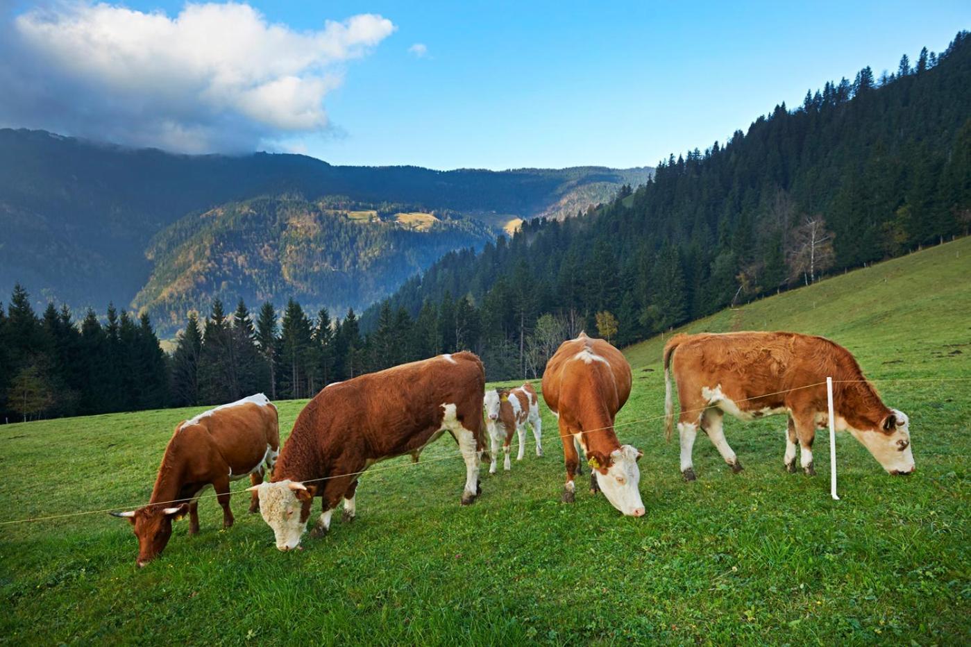 Tourist Farm Kladje Βίλα Ljubno Εξωτερικό φωτογραφία