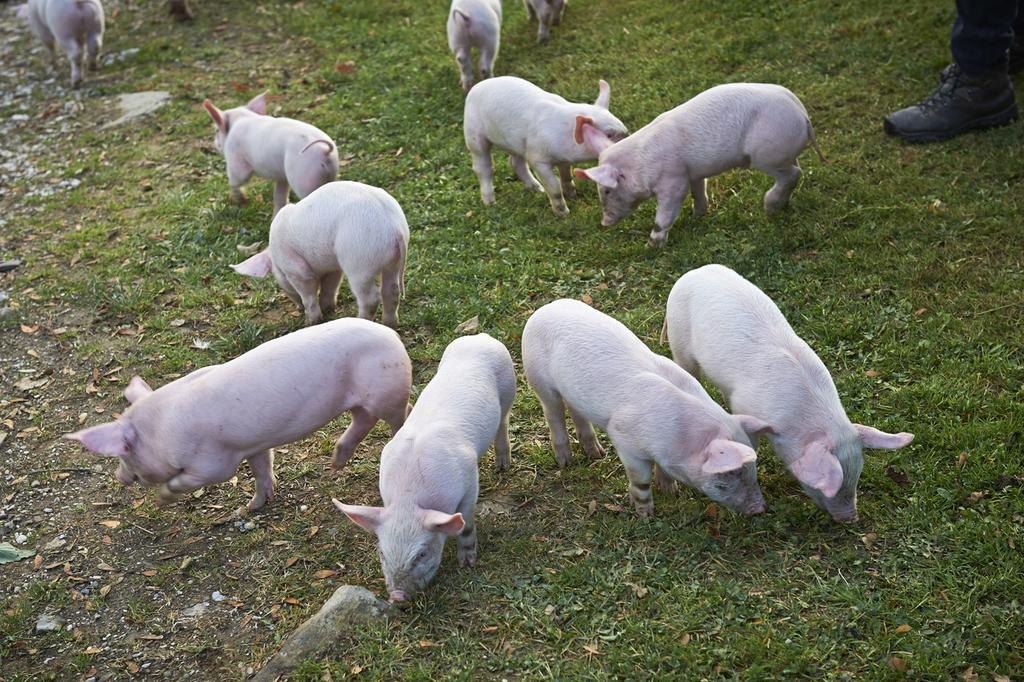 Tourist Farm Kladje Βίλα Ljubno Εξωτερικό φωτογραφία