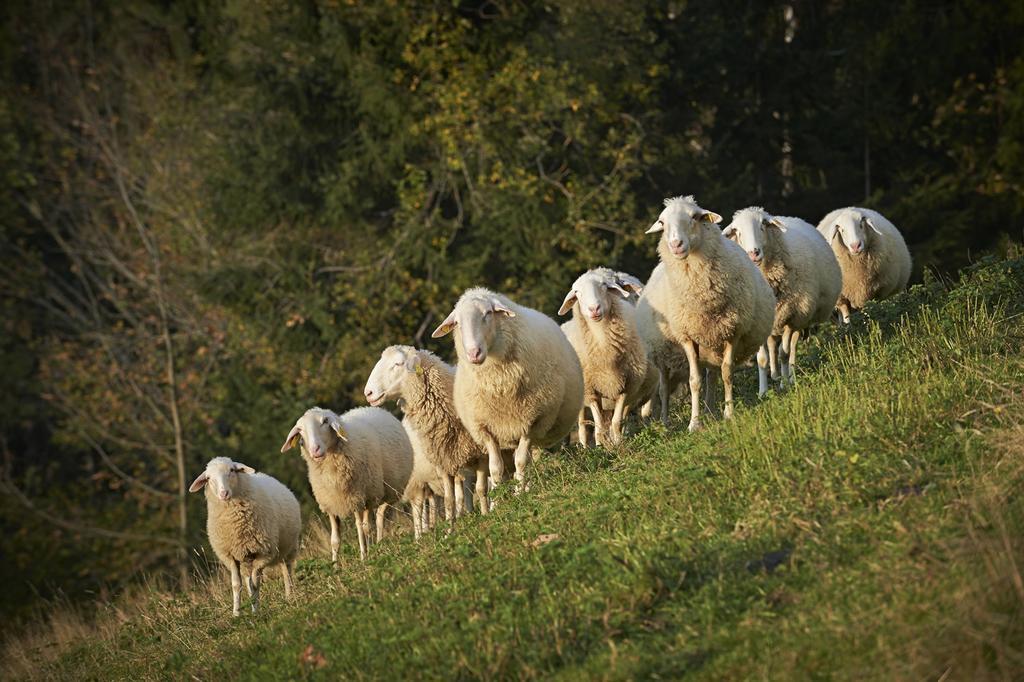 Tourist Farm Kladje Βίλα Ljubno Εξωτερικό φωτογραφία