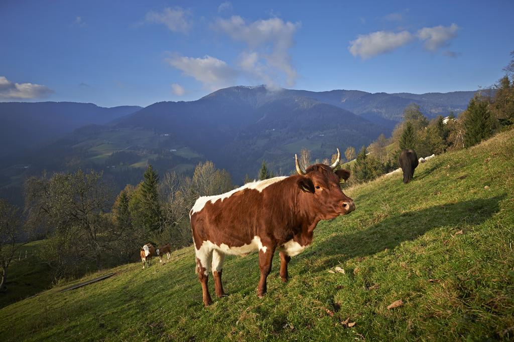 Tourist Farm Kladje Βίλα Ljubno Εξωτερικό φωτογραφία